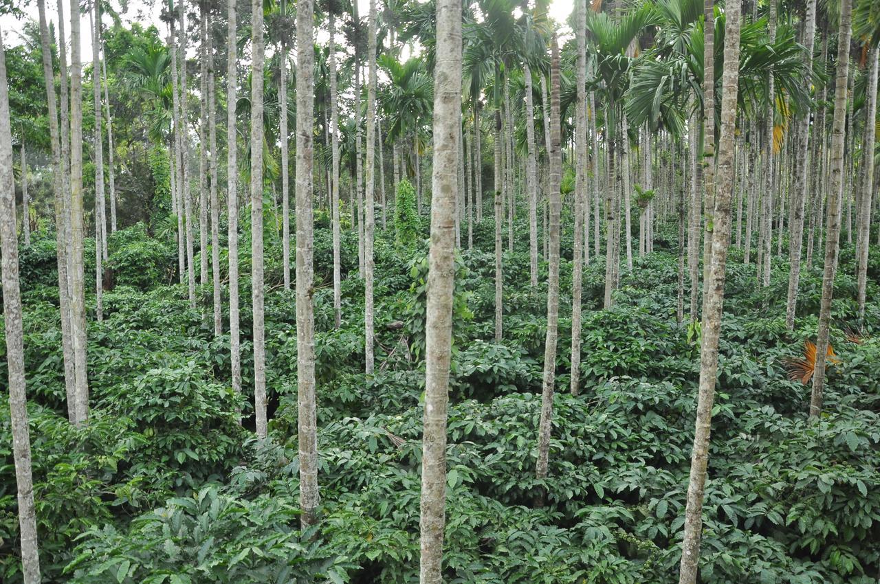 הוילה Kushālnagar The Casiita Coorg מראה חיצוני תמונה